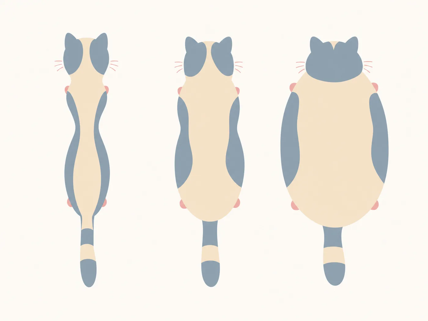 上から見た猫の体型比較イラスト（左: 痩せすぎでくびれが極端／中央: 理想的なゆるやかなくびれ／右: くびれのない楕円形）