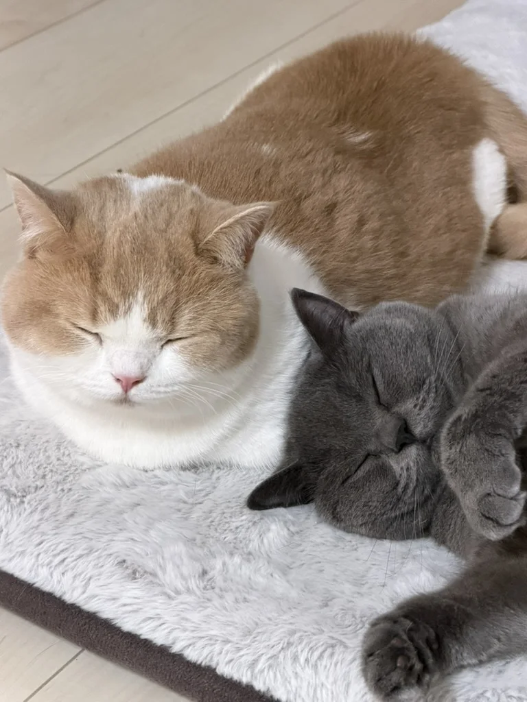 香箱座りのちくわに寄り添って眠るココ