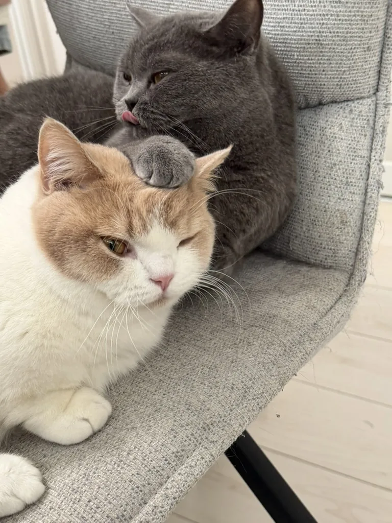 椅子の上で並ぶココとちくわ